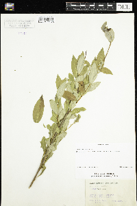 Salix serissima image