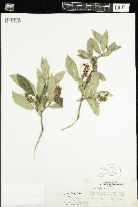 Salix serissima image