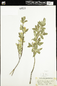 Salix serissima image