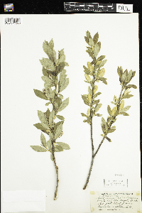 Salix serissima image