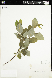 Salix pyrifolia image