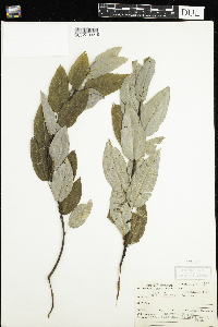 Salix pyrifolia image