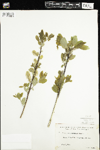 Salix pyrifolia image