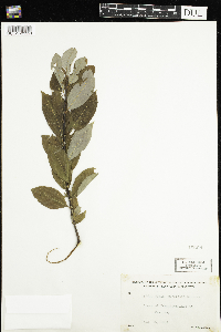 Salix pyrifolia image