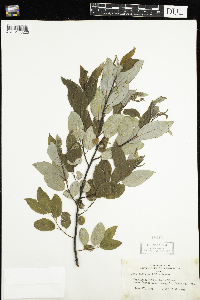 Salix pyrifolia image