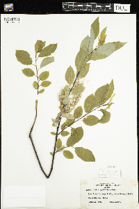 Salix pyrifolia image