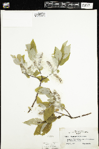 Salix pyrifolia image