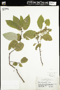 Salix pyrifolia image