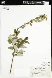 Salix pyrifolia image