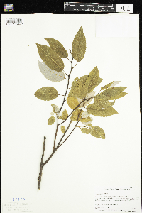 Salix pyrifolia image