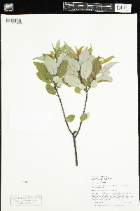 Salix pyrifolia image