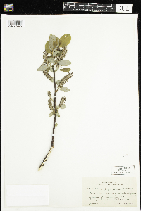 Salix pyrifolia image