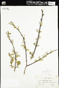 Salix pyrifolia image