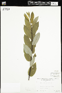 Salix pyrifolia image