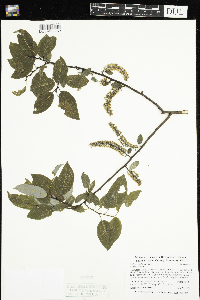 Salix pyrifolia image