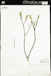 Salix planifolia image