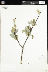 Salix planifolia image