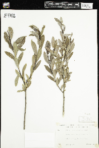 Salix planifolia image