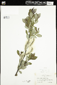 Salix planifolia image