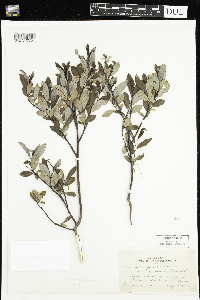 Salix planifolia image