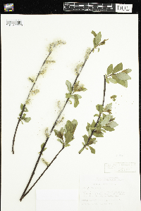 Salix planifolia image