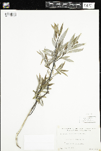 Salix petiolaris image