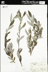 Salix petiolaris image