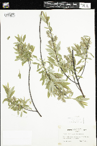 Salix petiolaris image