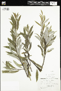 Salix petiolaris image