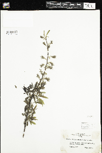 Salix petiolaris image