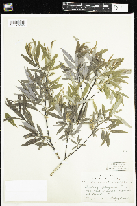 Salix petiolaris image