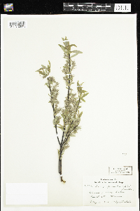 Salix petiolaris image