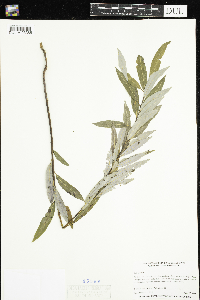 Salix petiolaris image