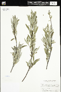 Salix petiolaris image