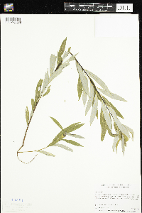 Salix petiolaris image