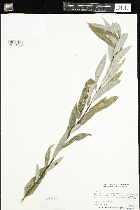 Salix petiolaris image