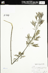 Salix petiolaris image