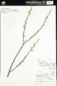 Salix petiolaris image