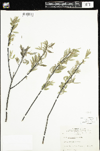 Salix petiolaris image