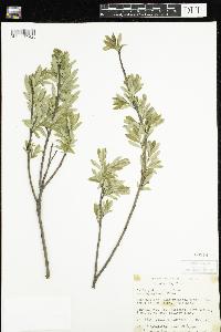 Salix pedicellaris image