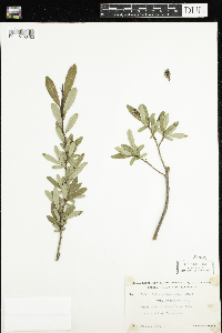 Salix pedicellaris image