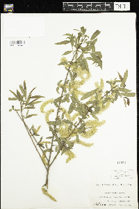 Salix nigra image