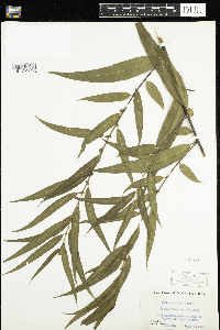 Salix nigra image