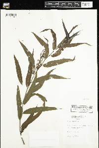 Salix nigra image