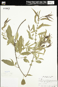 Salix nigra image