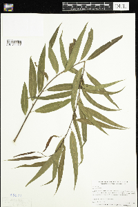 Salix nigra image