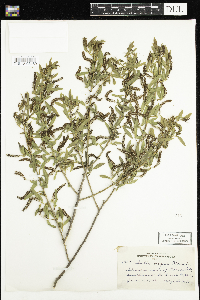 Salix nigra image