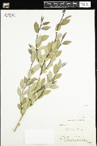 Salix lutea image