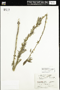 Salix lutea image