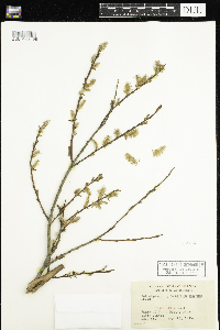 Salix lutea image